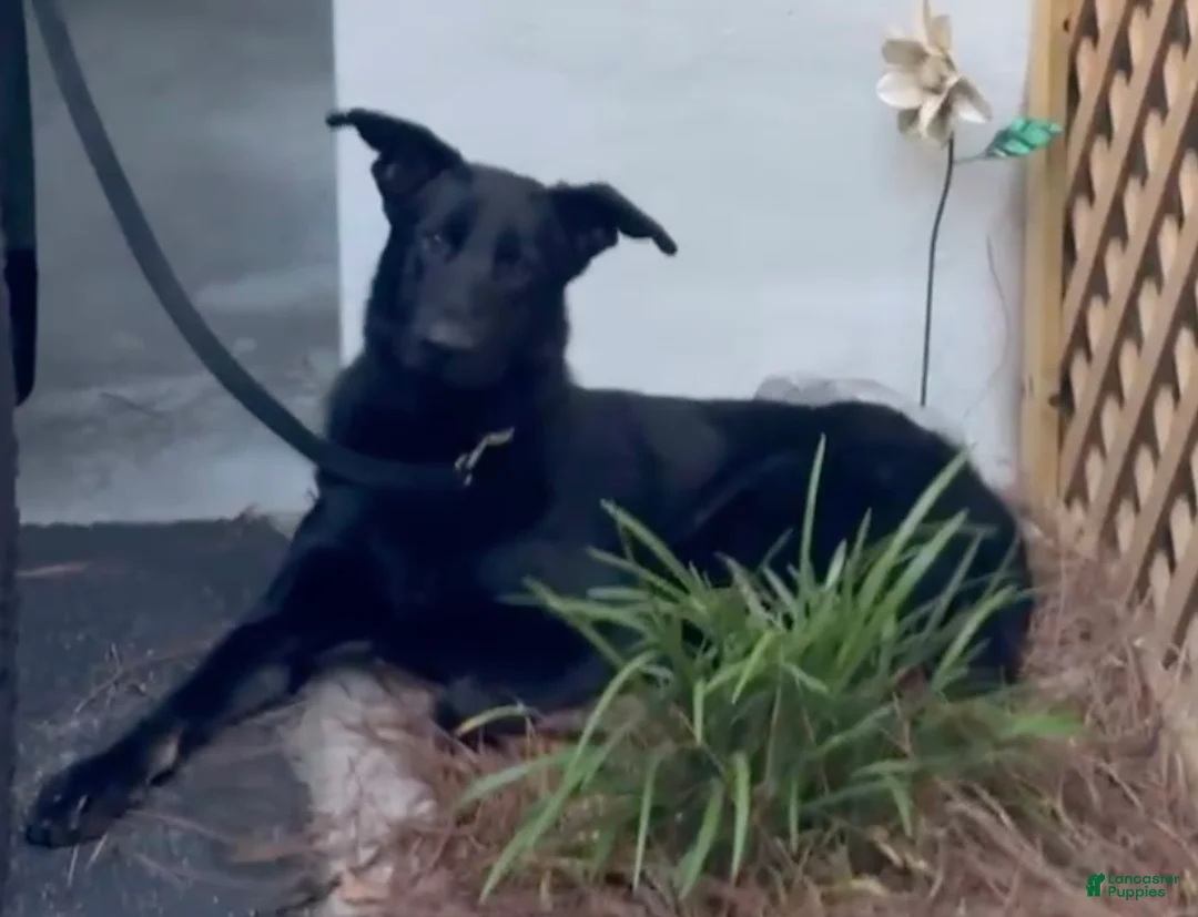 German Shepherd dogs for stud: Riot Cooper Torchia - Ad 1