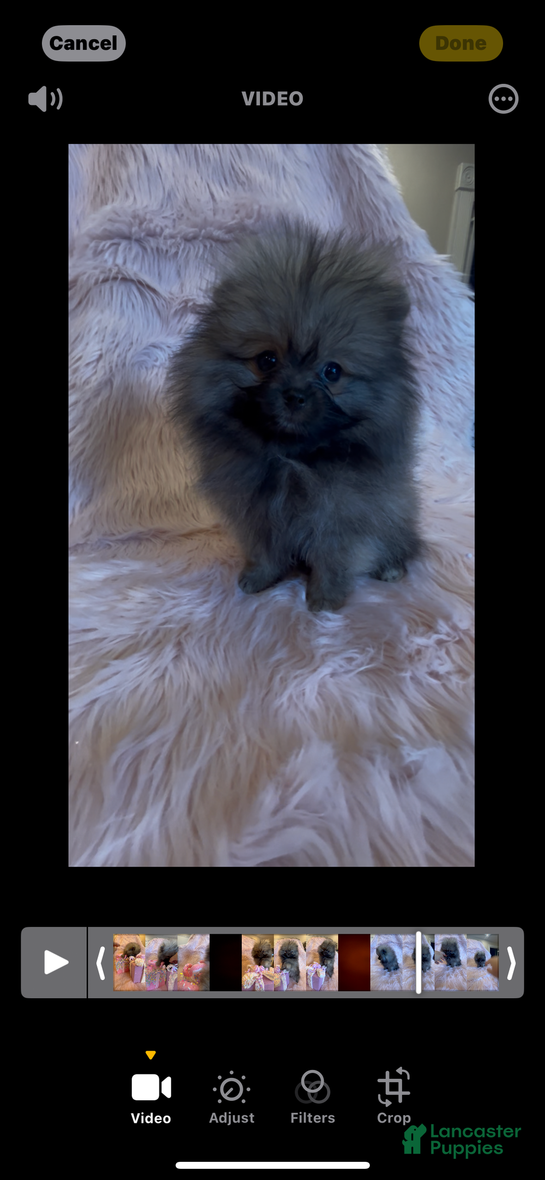 Pomeranian dogs for sale: Penny AKC Registered FULL RIGHTS - Ad 8