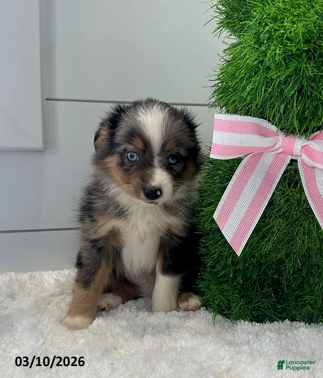 Miniature Australian Shepherd dogs for sale: Troy - Ad 1