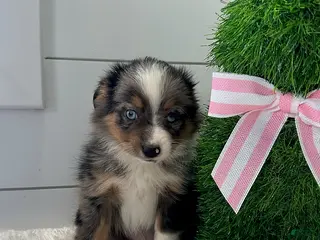 Miniature Australian Shepherd dogs for sale: Troy - Ad 2