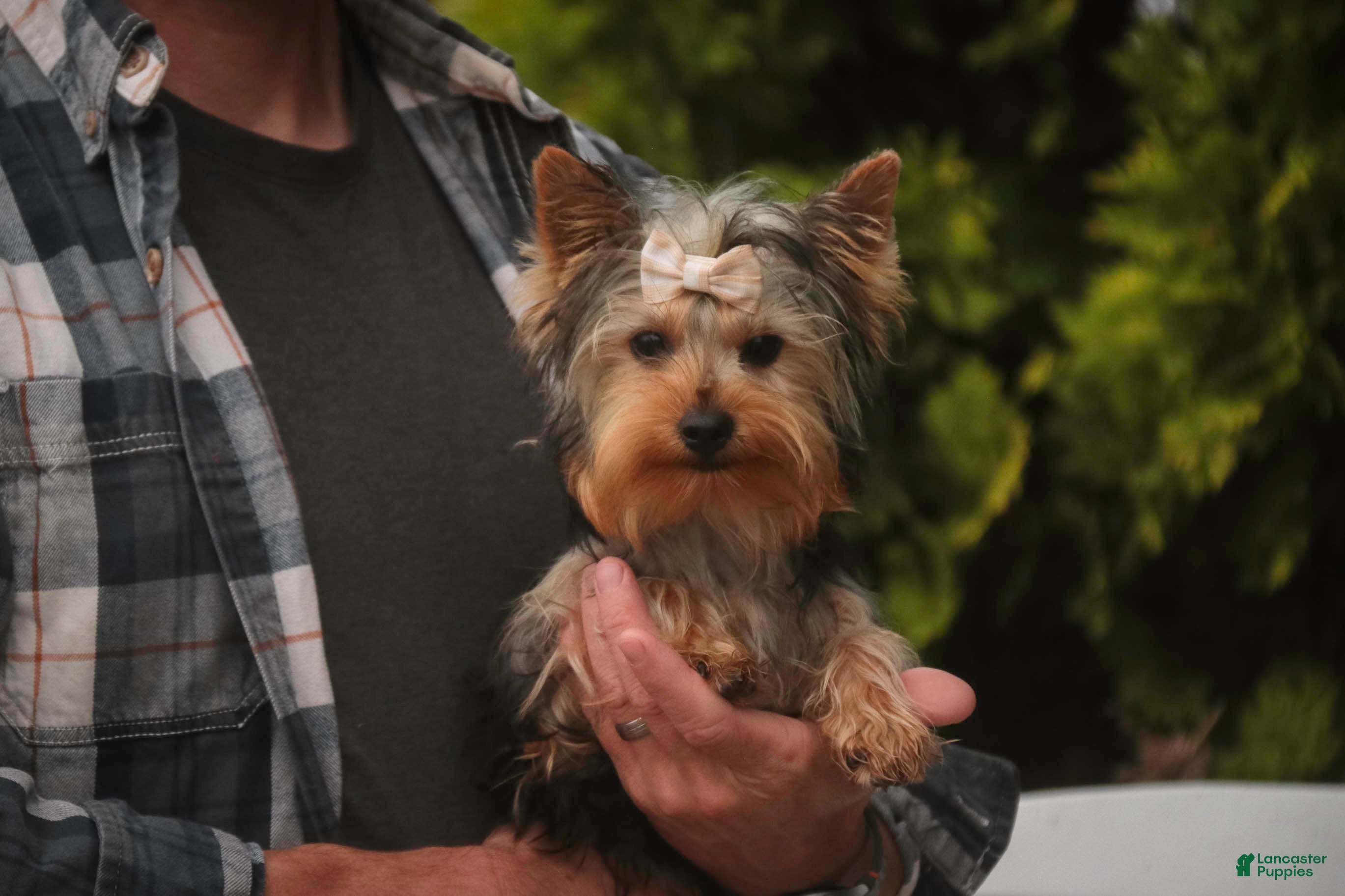 Yorkshire Terrier dogs Lucy - Ad 1