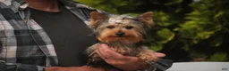 Yorkshire Terrier dogs for sale: Lucy - Ad 5