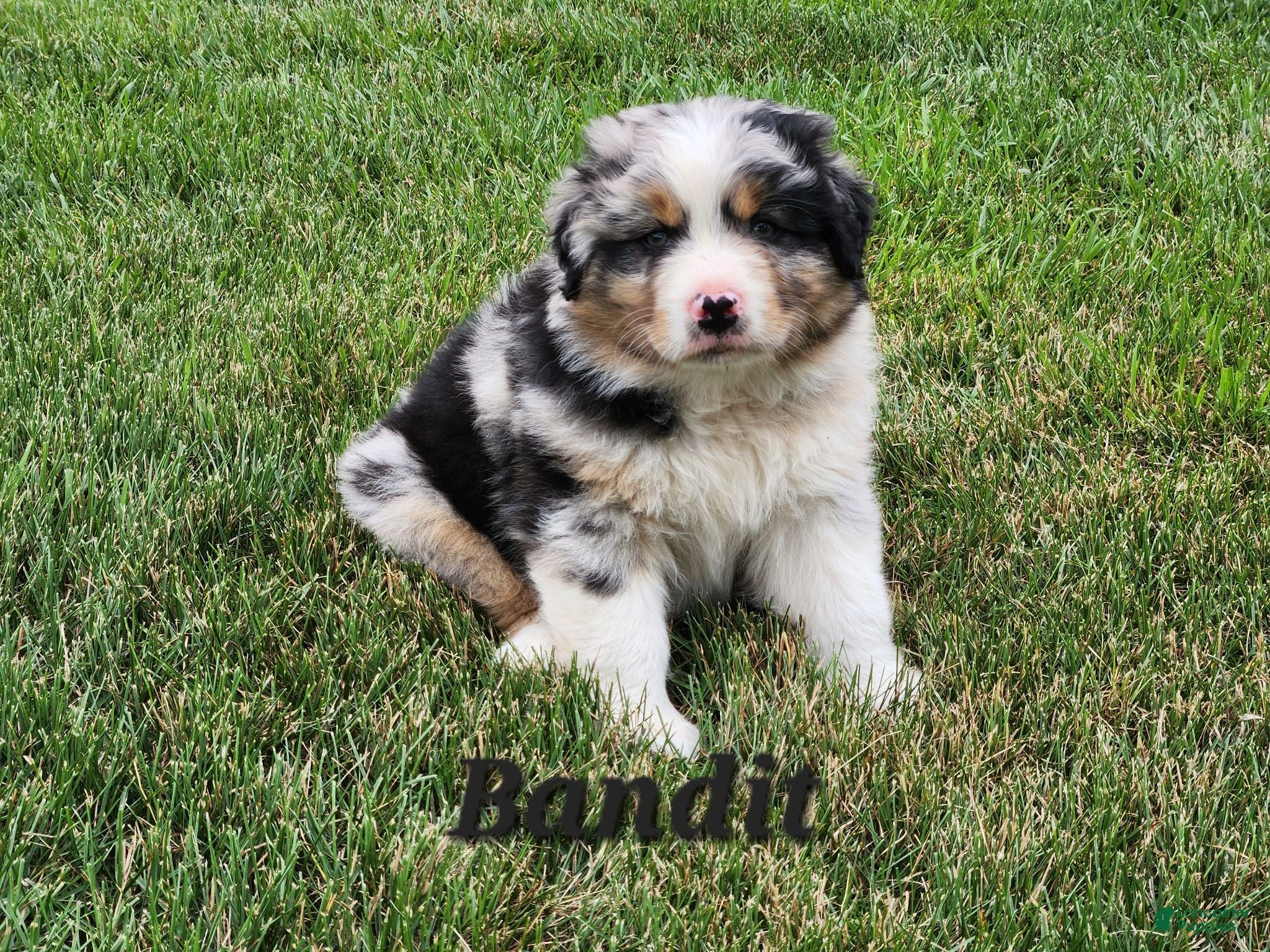 Australian Shepherd dogs Bandit - Ad 1