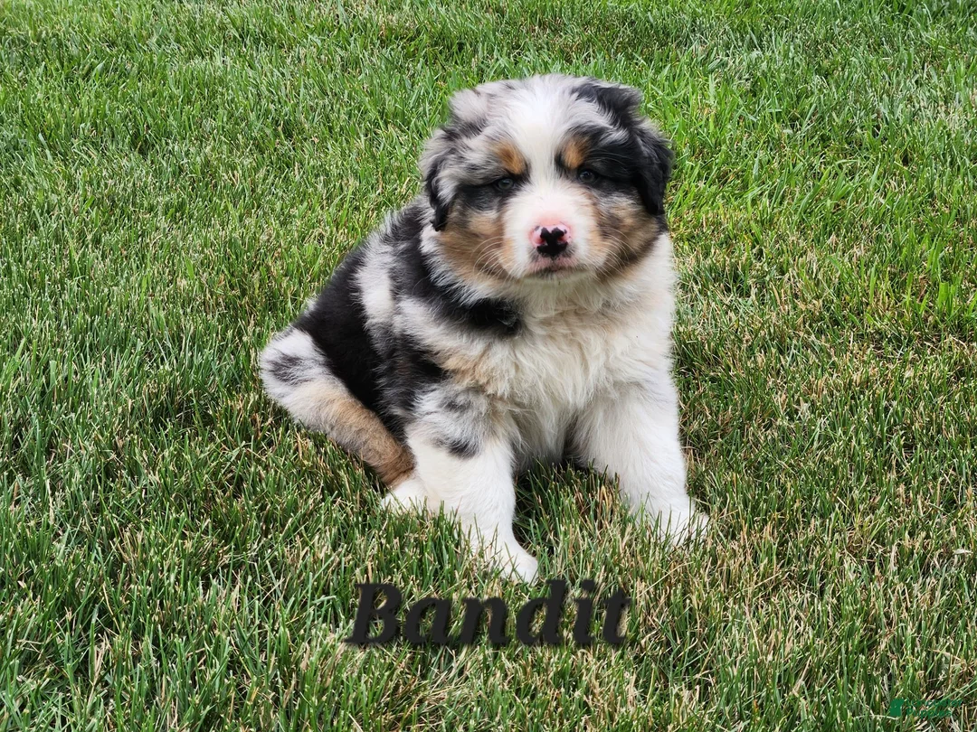Australian Shepherd dogs for sale: Bandit - Ad 1