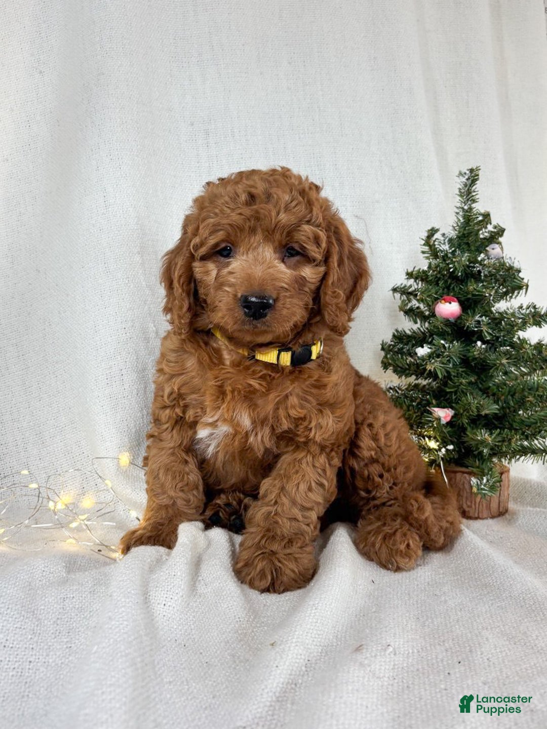 Goldendoodle dogs for sale: Bailey - Ad 3