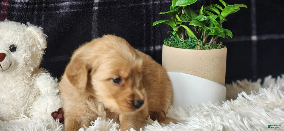 Golden Retriever dogs for sale: Lance - Ad 2