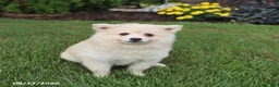 Pomsky dogs for sale: Sugar - Ad 4
