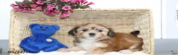 Shorkie dogs for sale: Minnie - Ad 1