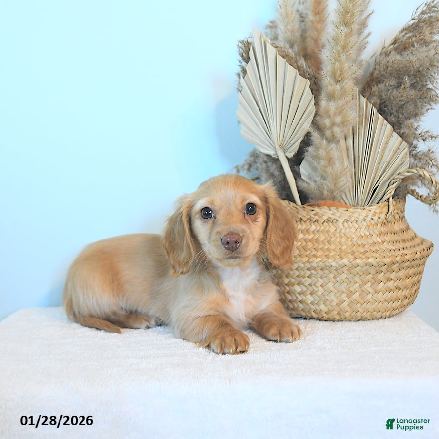 Miniature Dachshund dogs Conrad - Ad 10