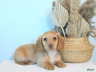 Miniature Dachshund dogs Conrad - Ad 10