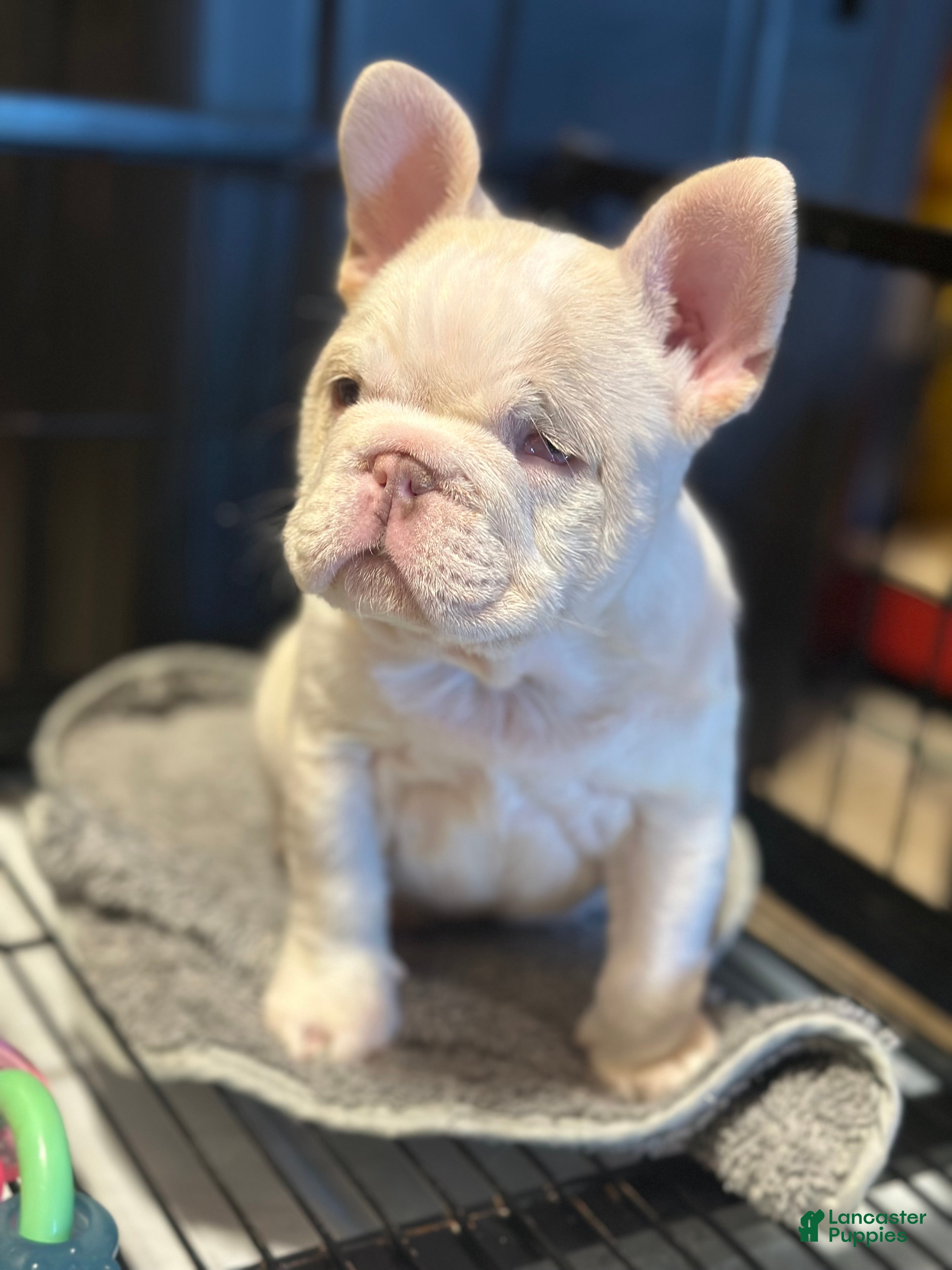 French Bulldog dogs French Bulldog Puppy 1 - Ad 2