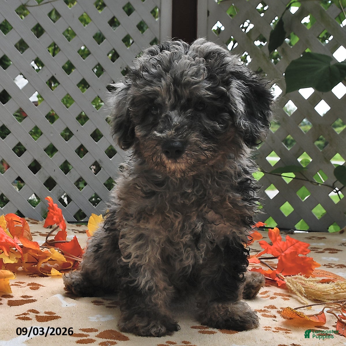Miniature Poodle dogs Chief - Ad 2