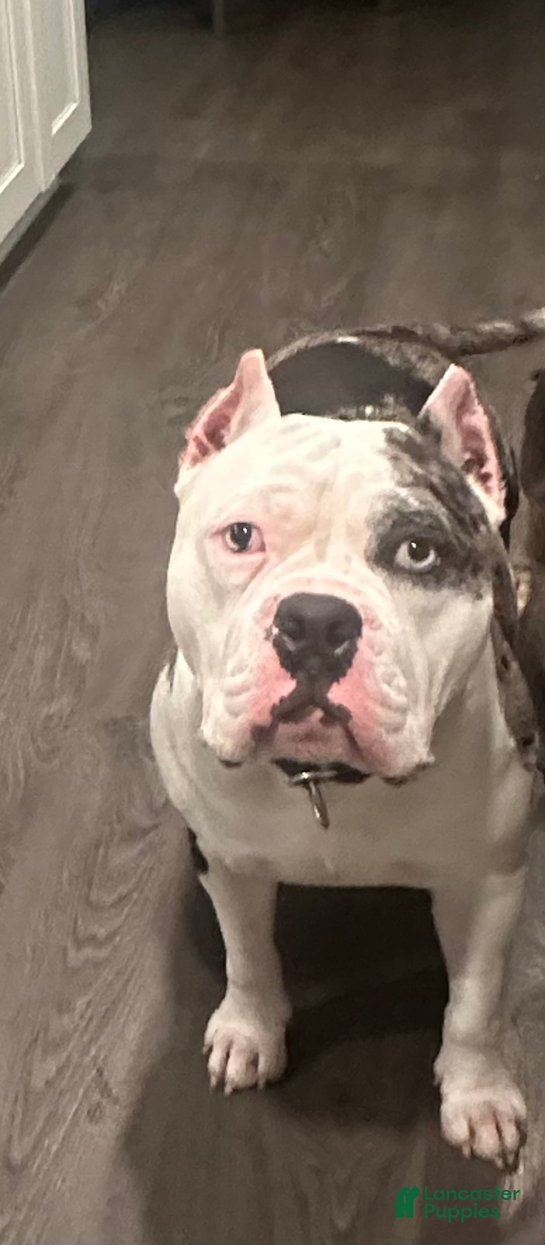 American Bully dogs for sale: American Bully Puppy 1 - Ad 3