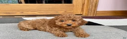 Cockapoo dogs for stud: Cockapoo 4 puppies - Ad 18