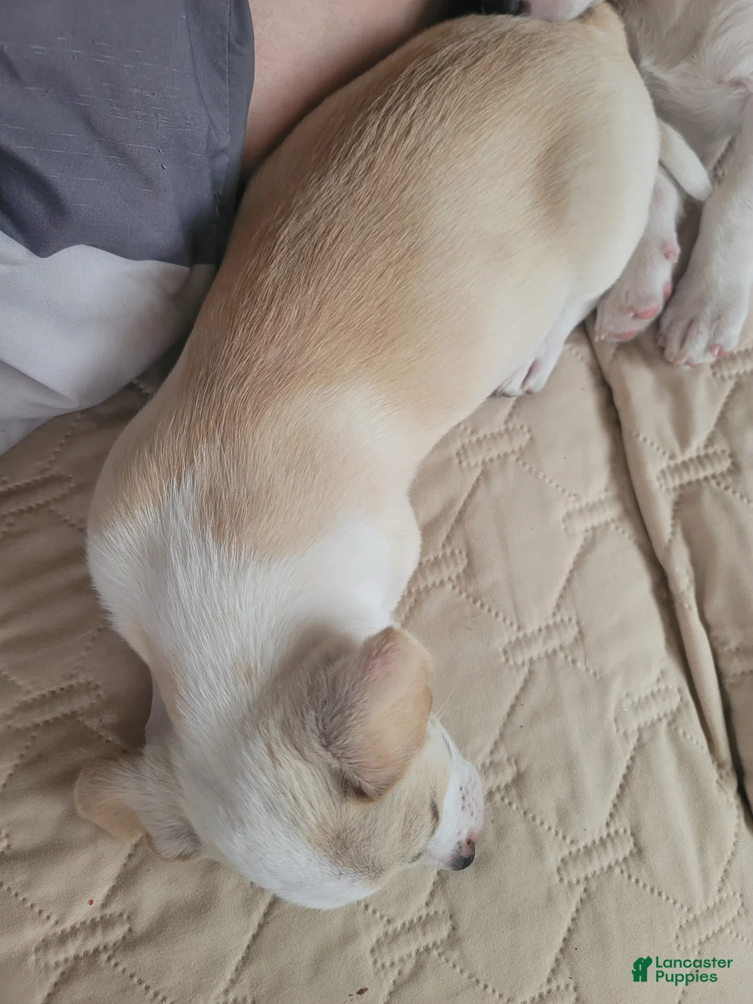 Mixed Breed dogs for sale: Jonathan - Ad 20