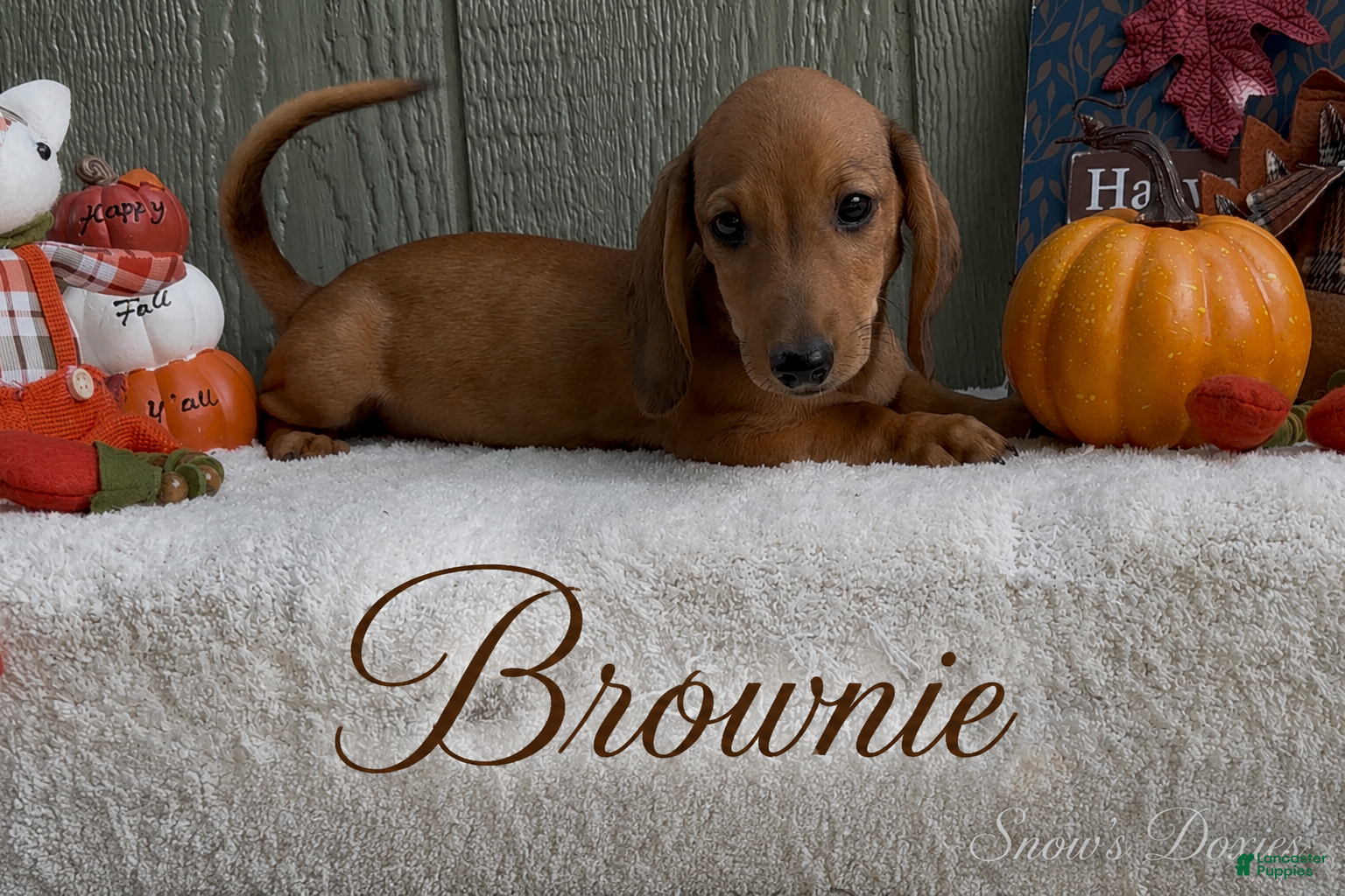 Miniature Dachshund dogs Brownie - Ad 2