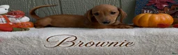 Miniature Dachshund dogs for sale: Brownie - Ad 2