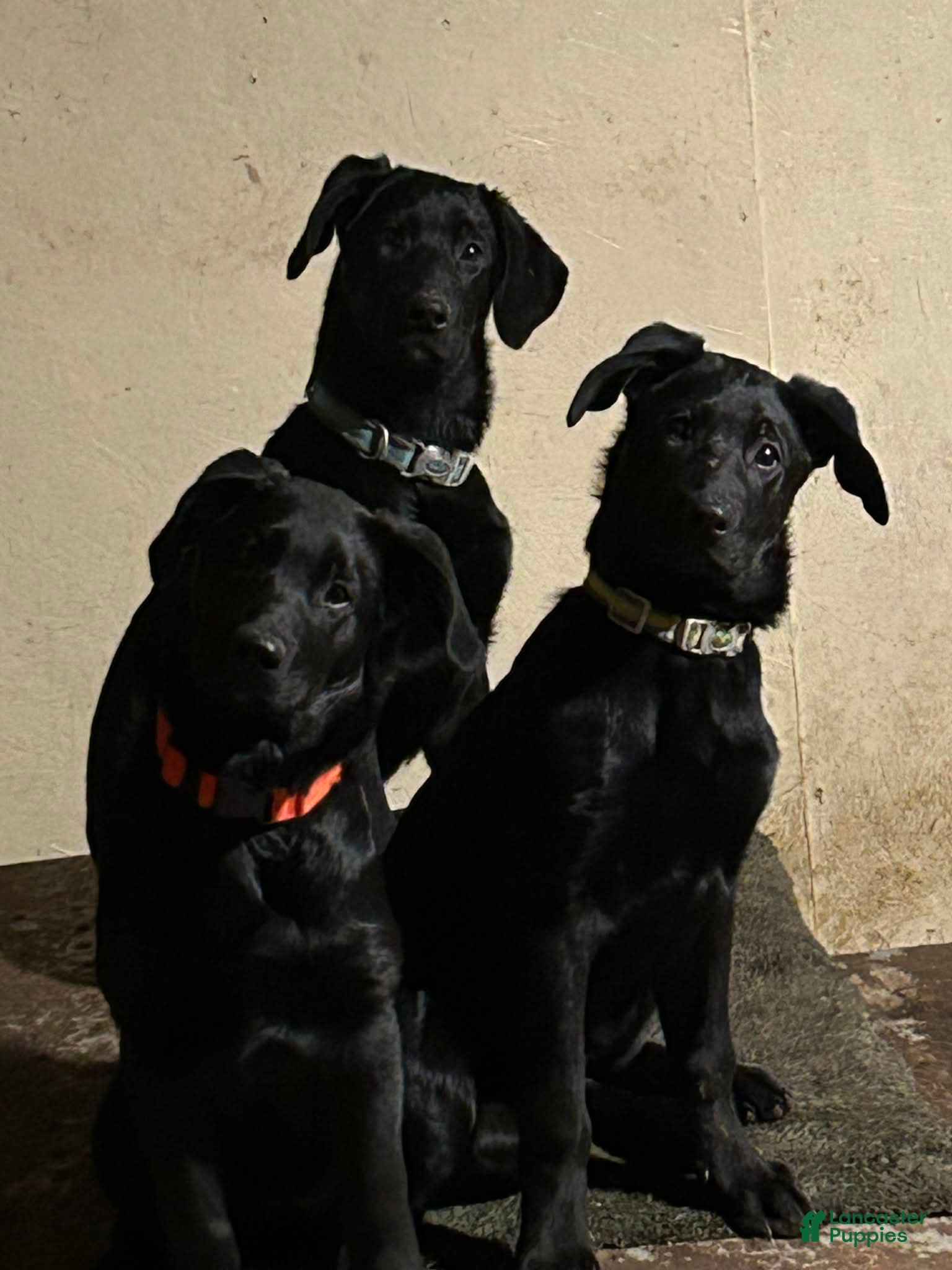 Sheprador dogs GIGI - Ad 3