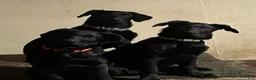 Sheprador dogs for sale: GIGI - Ad 1