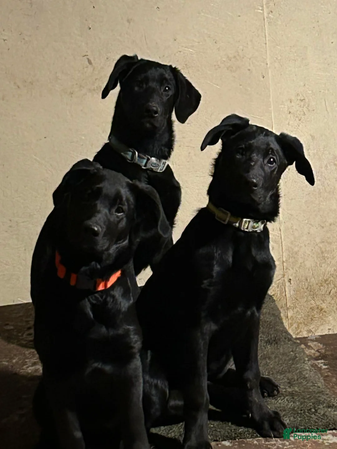Sheprador dogs for sale: GIGI - Ad 1