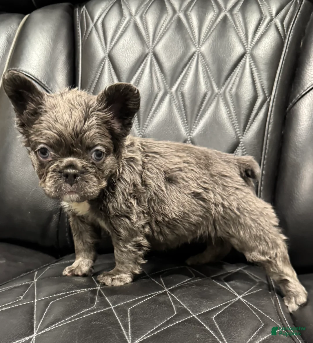 French Bulldog dogs for sale: FLUFFY PAISLEY - Ad 4