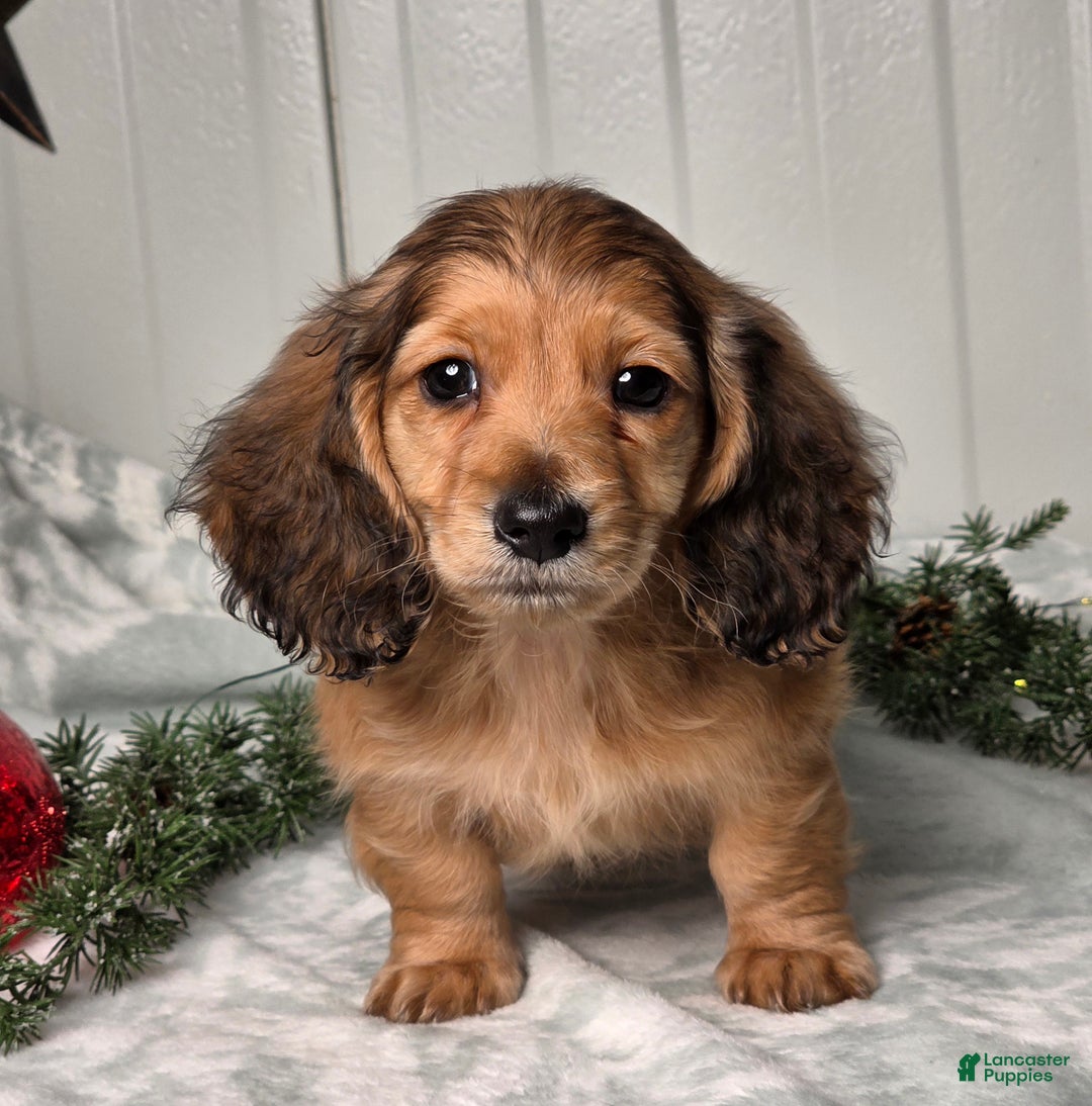 Miniature Dachshund dogs for sale: Shannon - Ad 1