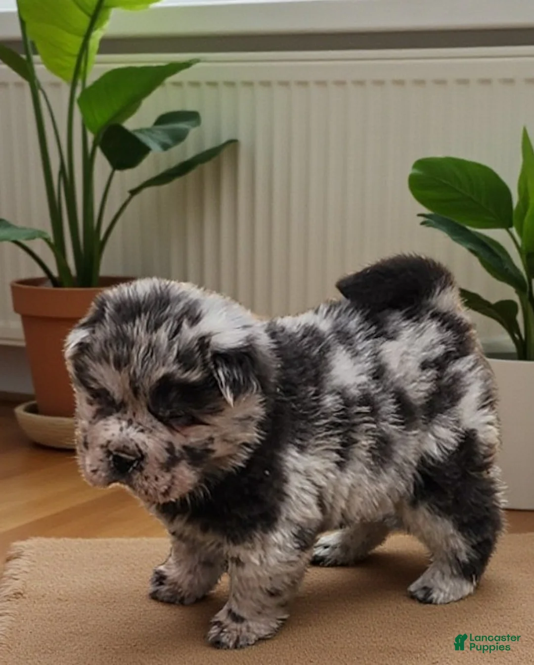 Shar Pei dogs for sale: Tinsel bear coat mini merle  - Ad 3