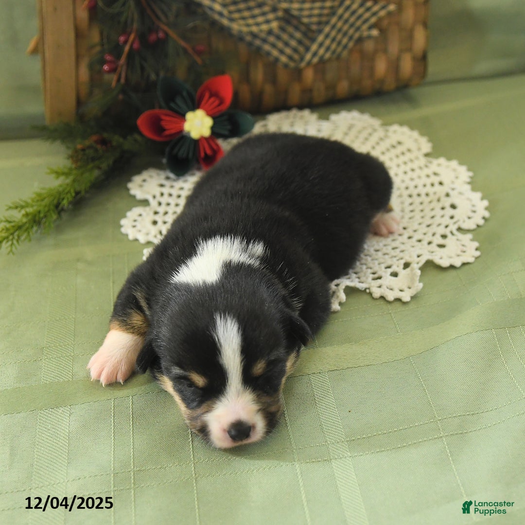 Welsh Corgi Pembroke dogs for sale: Pepper - Ad 4