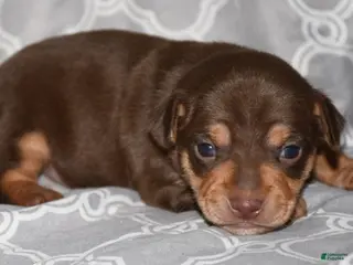 Rat Terrier dogs Beaufort - Ad 3