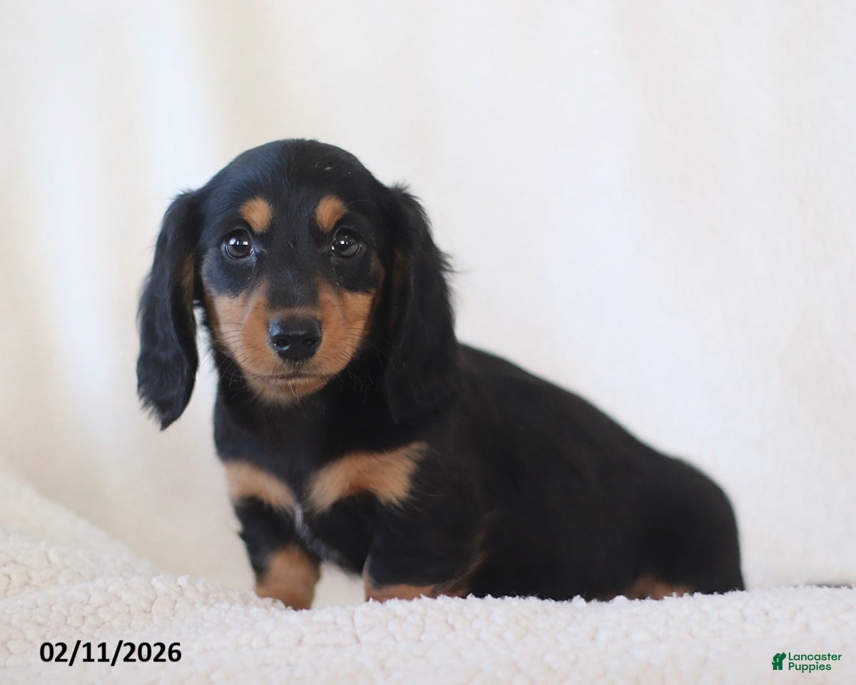 Miniature Dachshund dogs Lance  - Ad 35