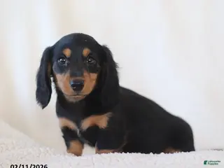 Miniature Dachshund dogs Lance - Ad 35