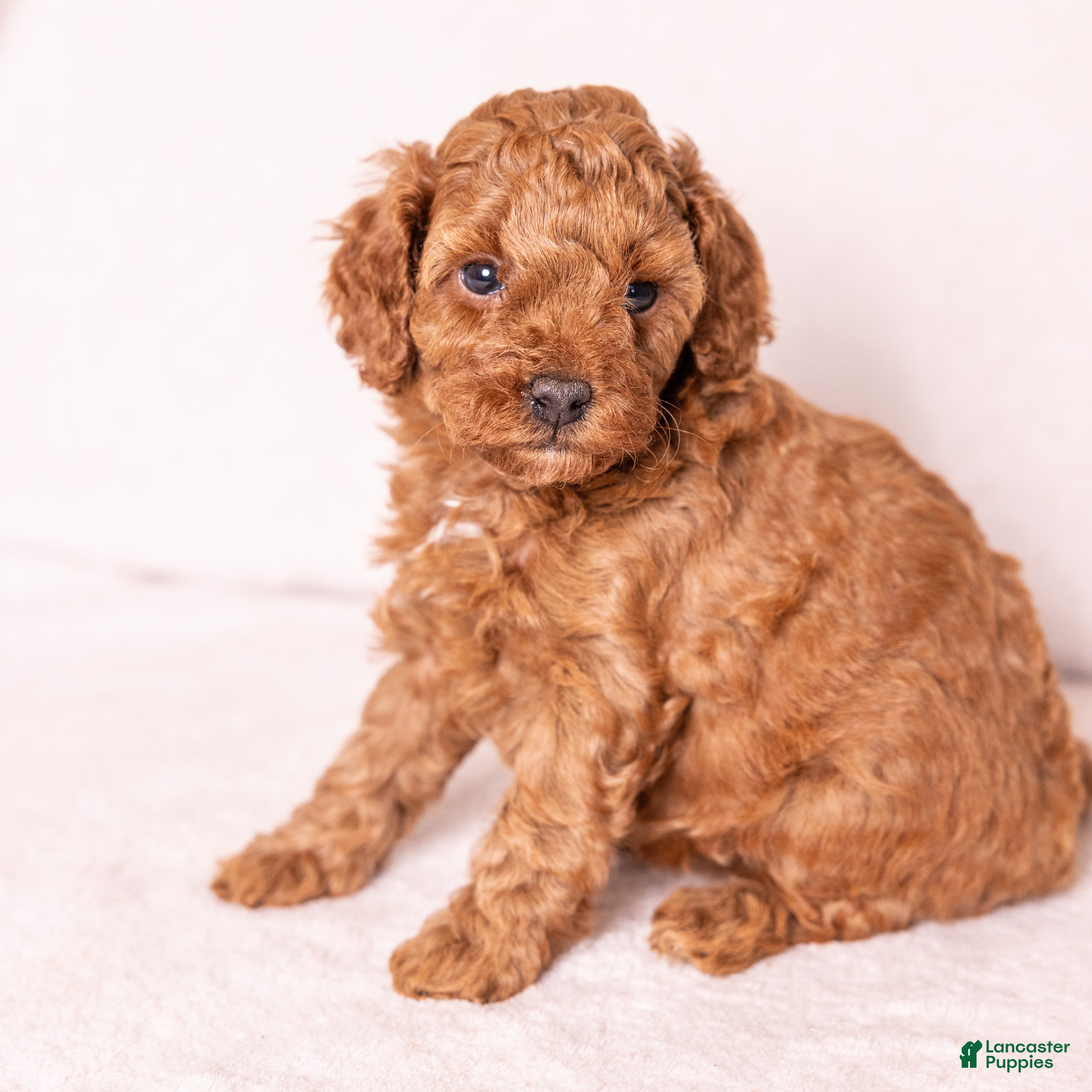 Miniature Poodle dogs Euphoria  - Ad 2