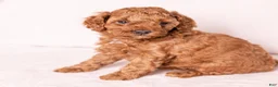 Miniature Poodle dogs for sale: Euphoria  - Ad 2