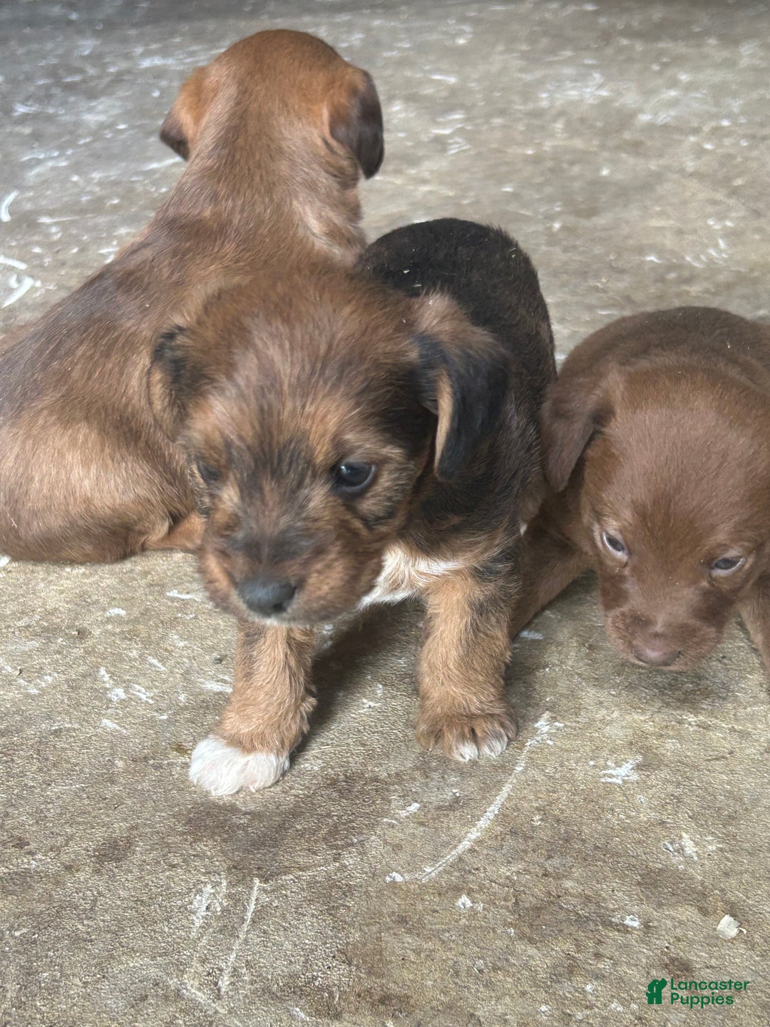 Jackapoo dogs for sale: Jackapoo Puppy 2 - Ad 8
