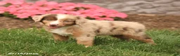 Miniature Australian Shepherd dogs for sale: Vince - Ad 3