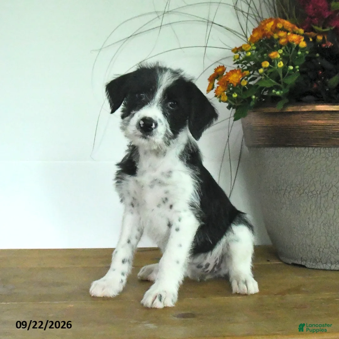 Mixed Breed dogs for sale: Dahlia - Ad 3