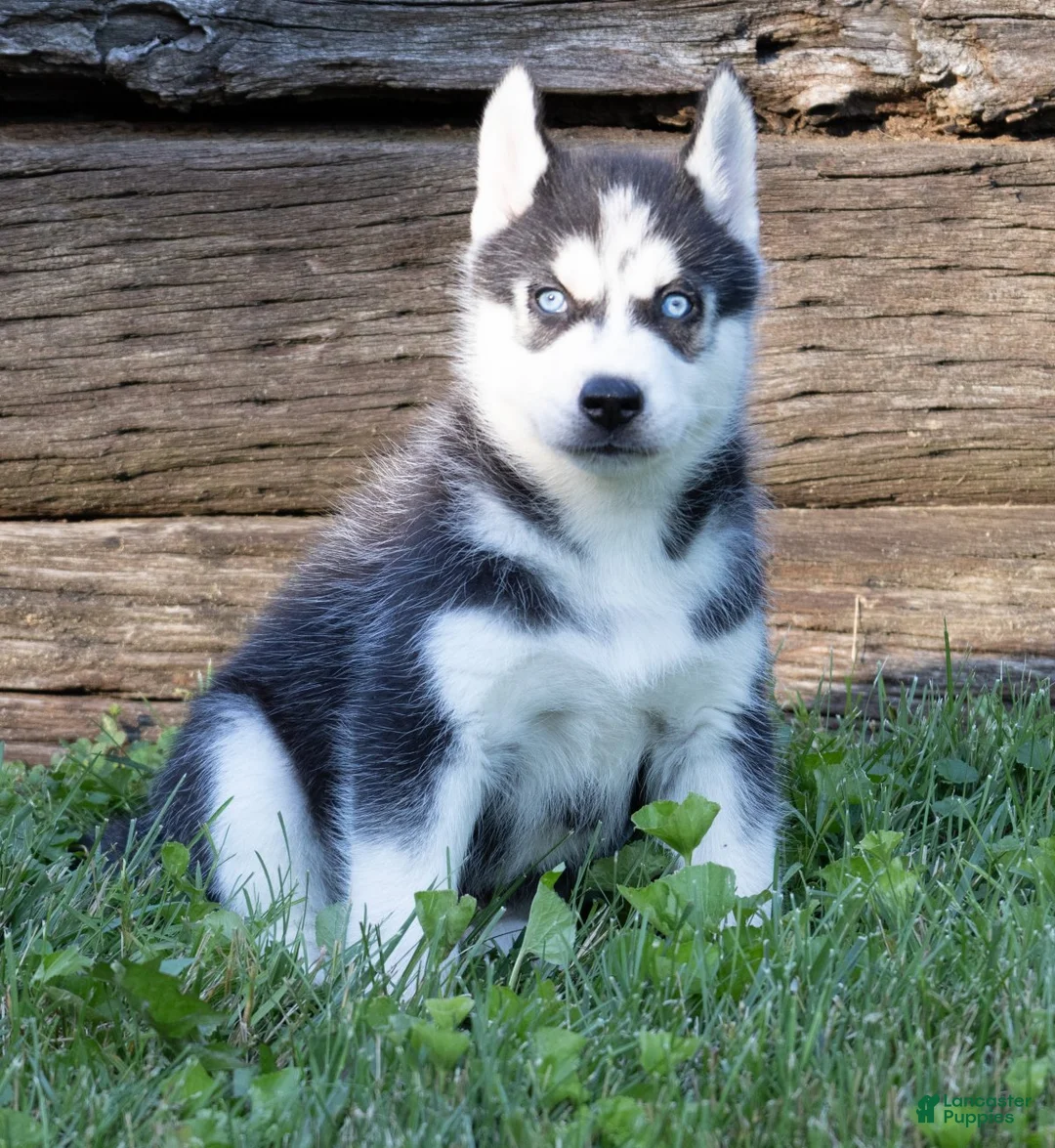 Siberian Husky dogs for sale: Tank - Ad 1