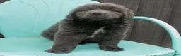 Newfoundland dogs for sale: Alex - Ad 4