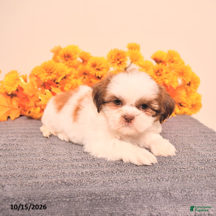 Shih Tzu dogs Laurence - Ad 1