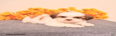 Laurence