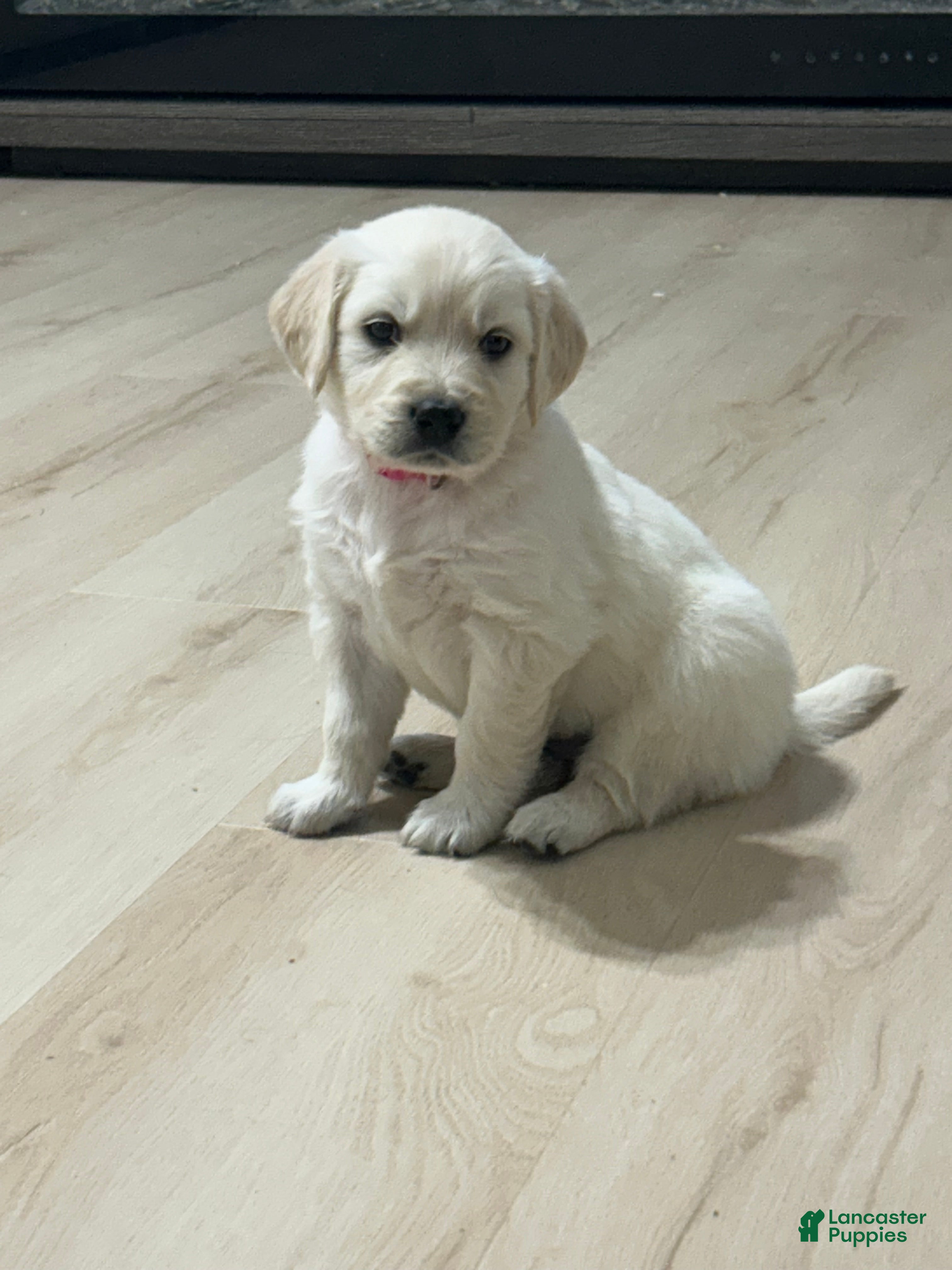 Golden Retriever dogs Dark pink-Rosie  - Ad 21