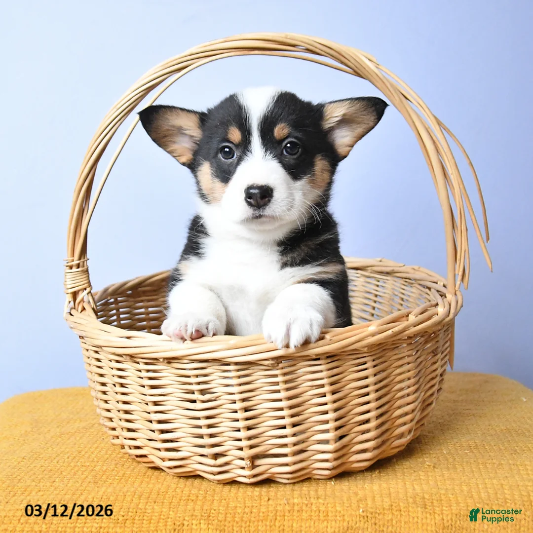 Welsh Corgi Pembroke dogs for sale: Bae - Ad 1