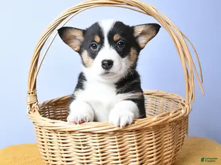 Welsh Corgi Pembroke dogs for sale: Bae - Ad 3