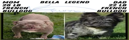 French Bulldog dogs for sale: Skye - Ad 20