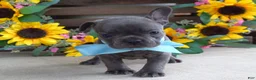 French Bulldog dogs for sale: Louie - Ad 5