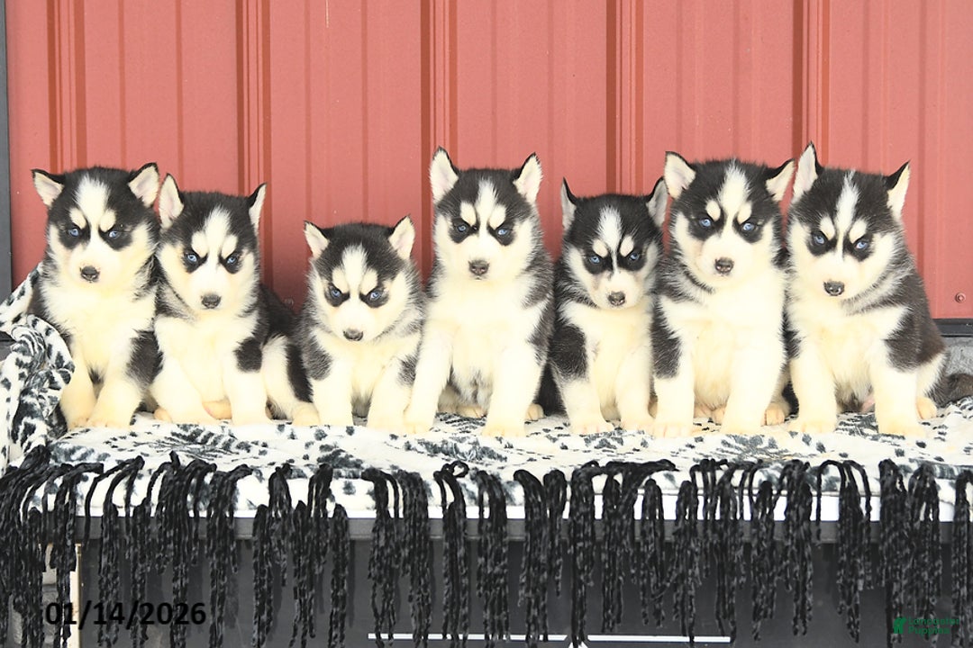 Siberian Husky dogs for sale: Lola - Ad 5