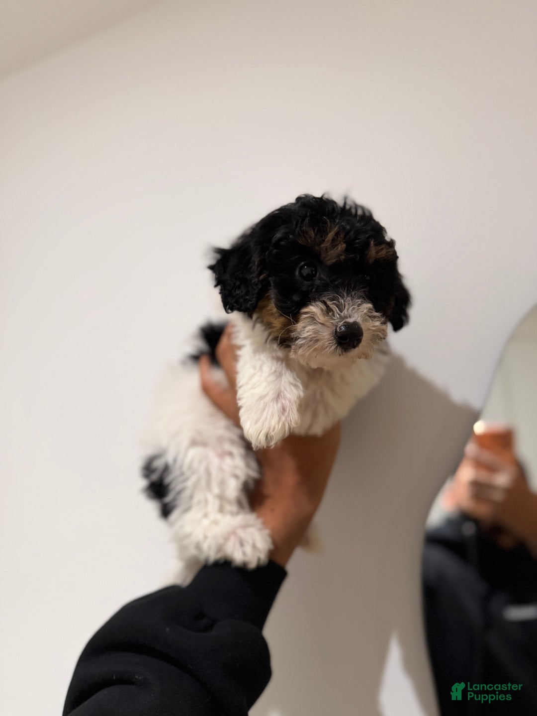 Toy Poodle dogs for sale: Chanel - Ad 4
