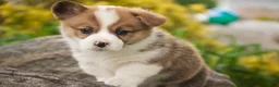 Welsh Corgi Pembroke dogs for sale: Andy - Ad 5