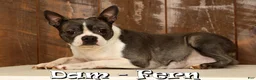 Boston Terrier dogs for sale: Rex - Ad 10
