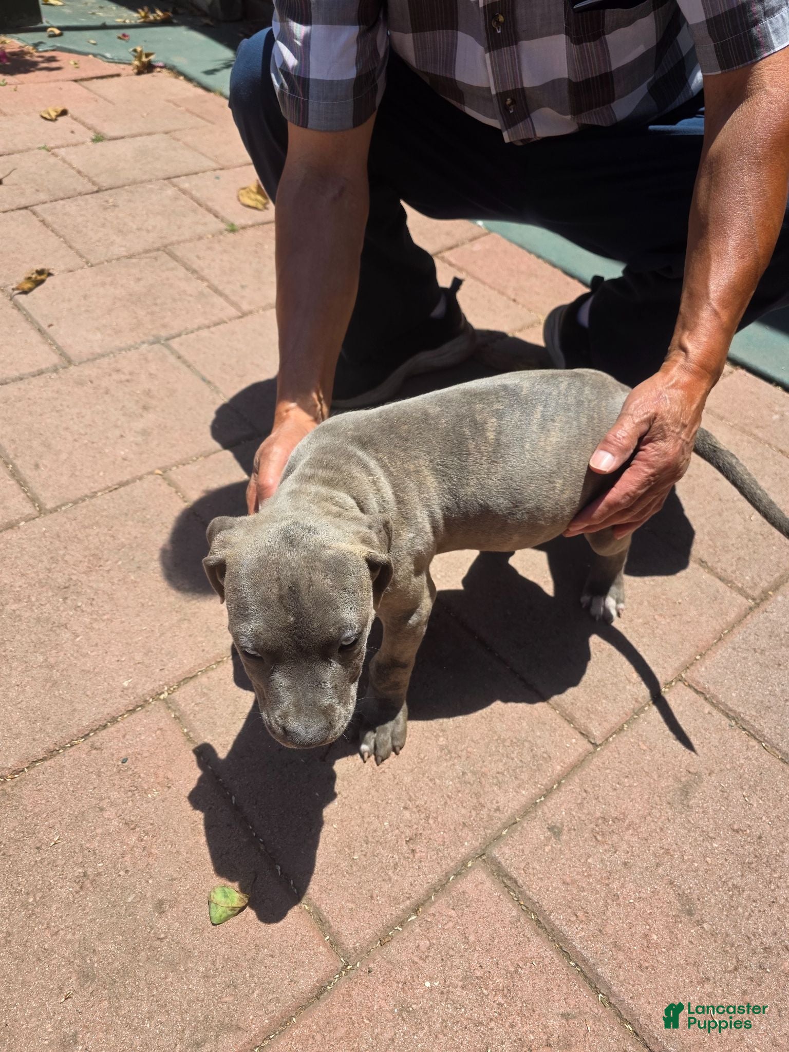 American Pit Bull Terrier dogs American Pit Bull Terrier 4 - Ad 1